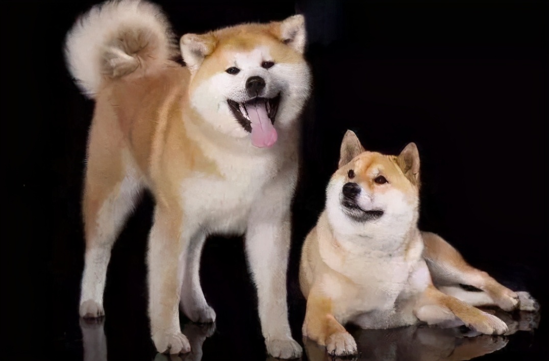 柴犬和秋田有啥区别,秋田和柴犬的混血狗