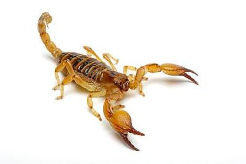 被过分*制抵**的爬宠，能不能存在于阳光之下？