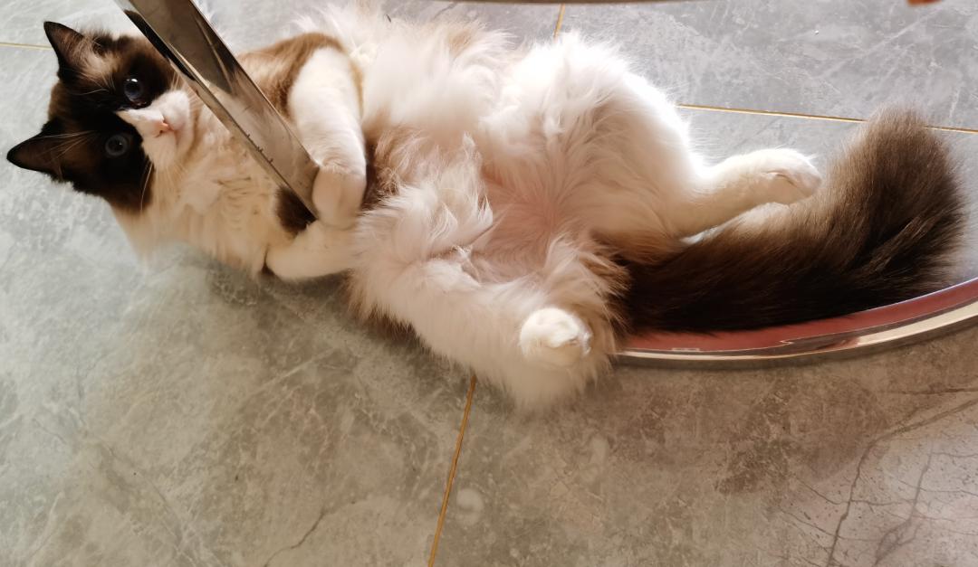 家里有两只猫想养一只狗,家里有只猫又来了一只狗怎么相处