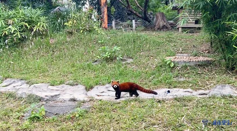 广州动物园什么时候搬迁,广州动物园搬迁