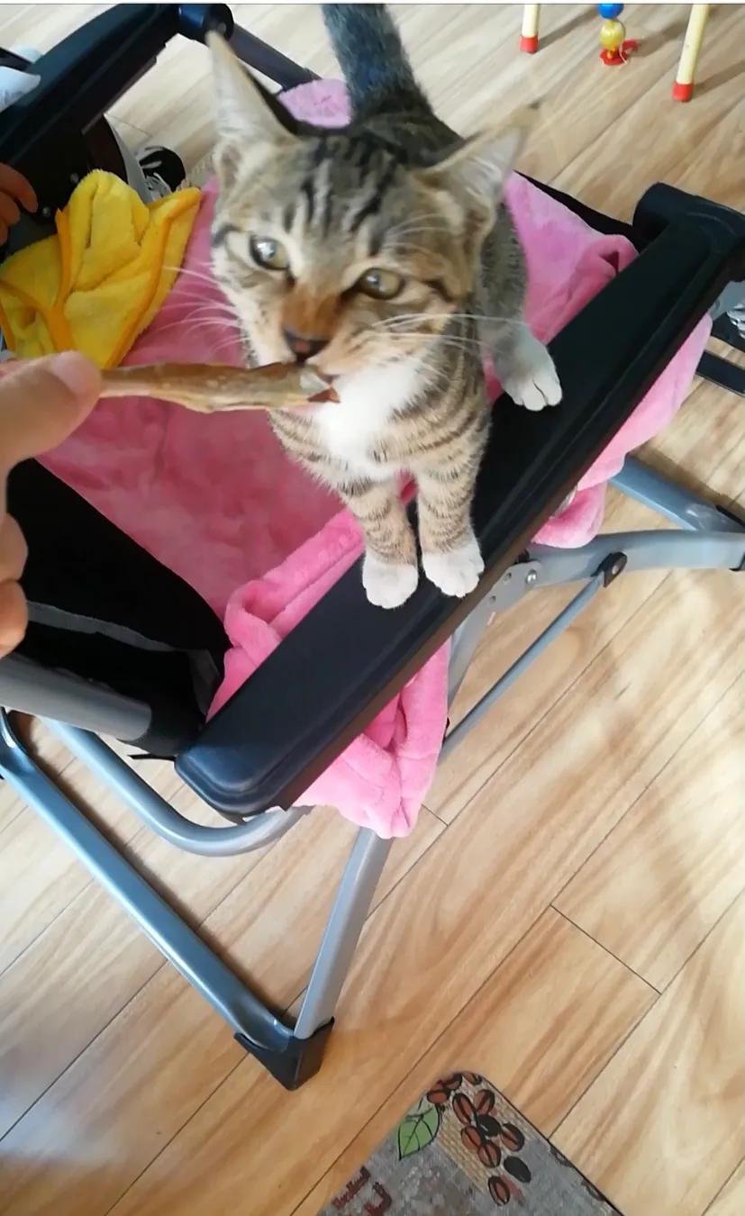 有哪些事情是你养猫后才知道的,养猫之后你会体会到的7件有趣事