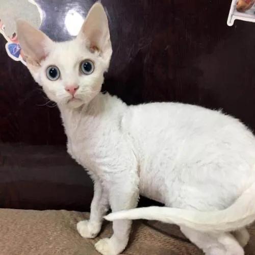 常养的猫有什么品种,十大便宜好养的猫品种猫排名