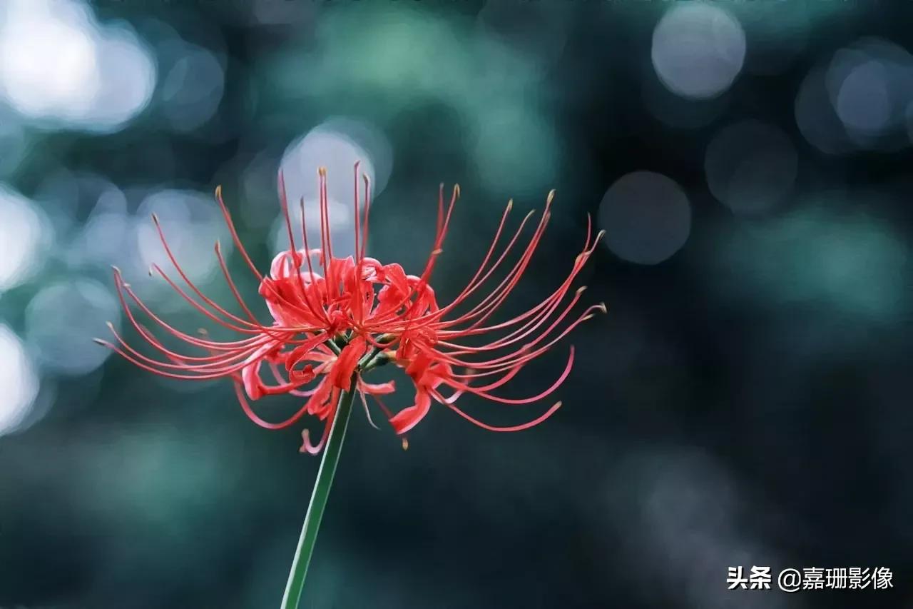 看看花容,听听花语2020年我镜头里的百种花卉
