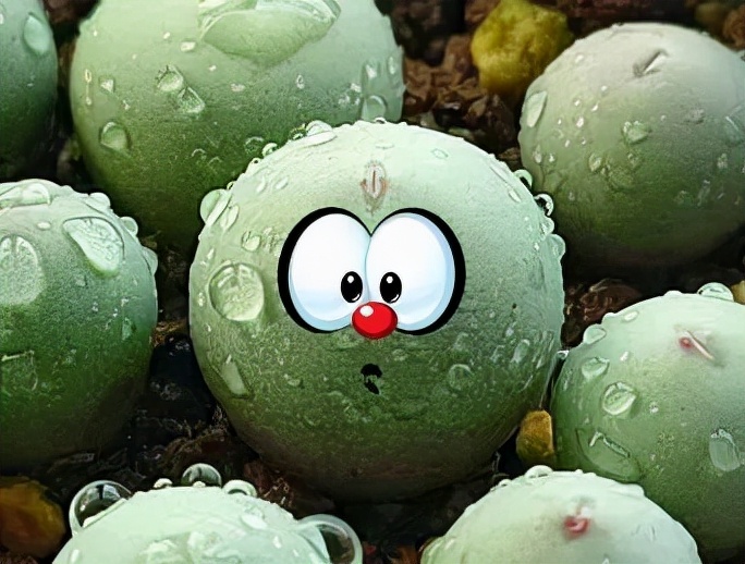 和多肉植物相伴,和多肉相处的心情