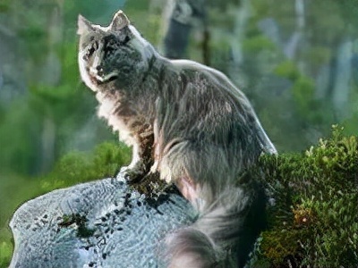 长着胡子的猫咪什么品种,有胡子的猫咪是哪种猫