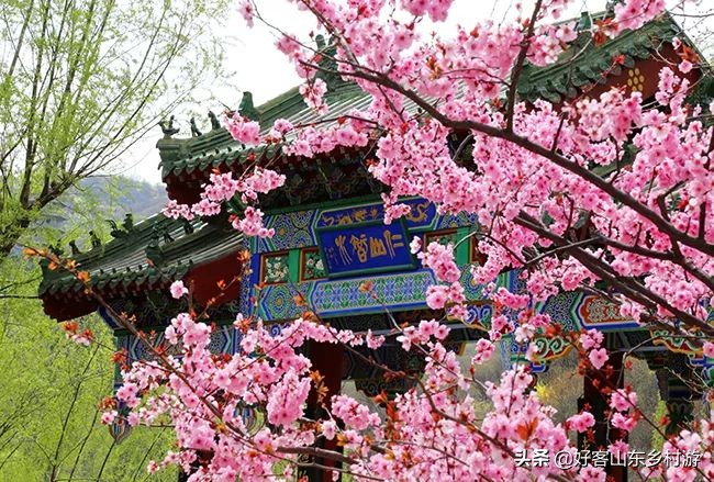 济南市五一假期游玩,济南旅游活动