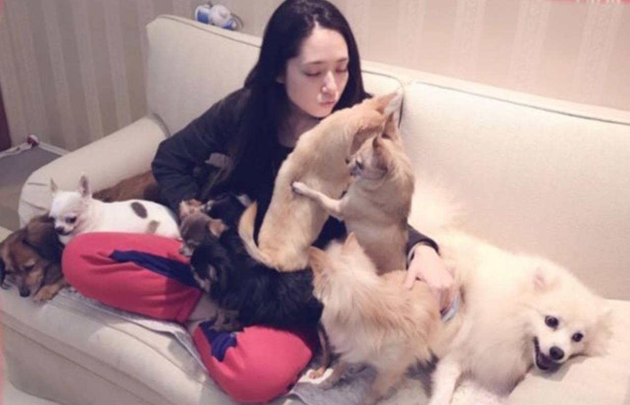 狗生巅峰！陈伟霆家狗狗被抱着睡住湖景豪宅，宋茜家宠物猪更时髦