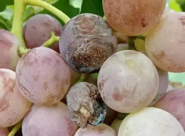 克瑞森葡萄常见病害,夏黑葡萄常见病害及防治