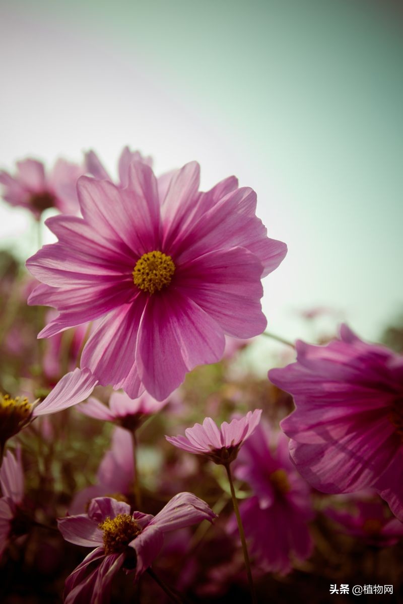波斯菊种不活,波斯菊长得不大是什么原因