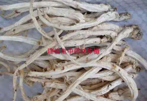 中药材采收的最佳时间,中药材合适采收期如何确定