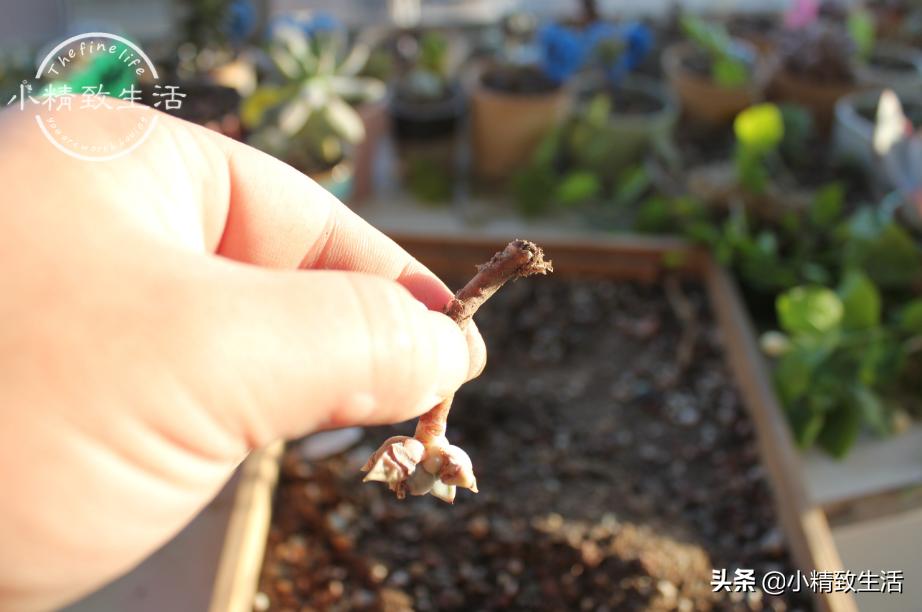 多肉上盆1个多月为什么还没服盆,多肉白牡丹休眠不