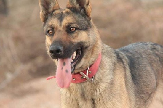 警界“利剑”——昆明犬