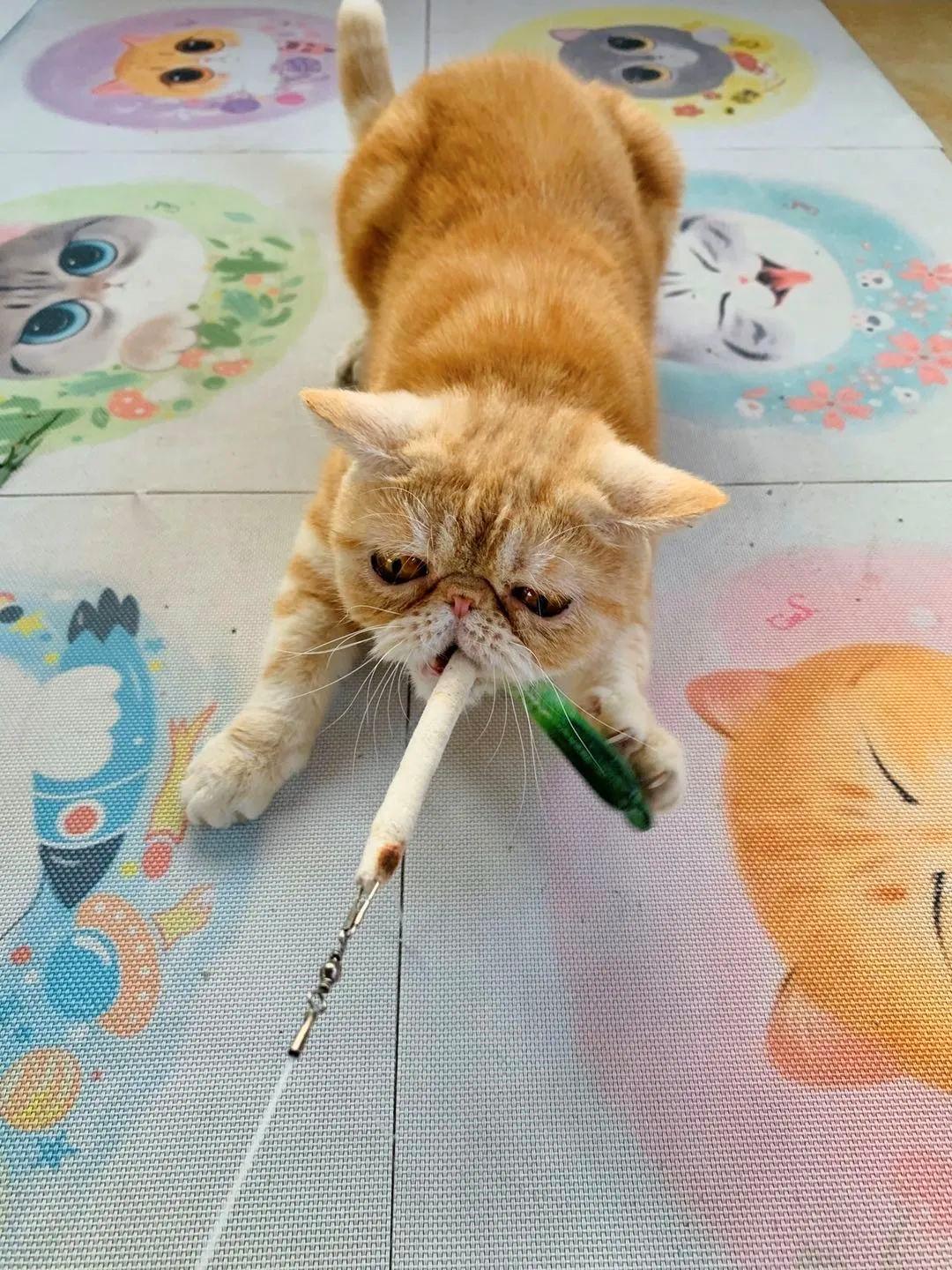 小猫咪为什么喜欢在阳光底下翻滚,小猫咪为什么爱偷袭