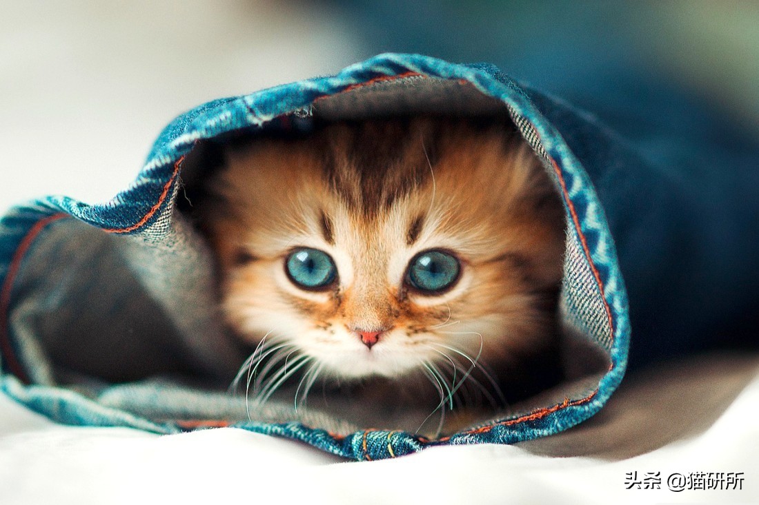 猫咪眼屎变多、咳嗽流鼻涕？别忽视了“嫌犯”支原体