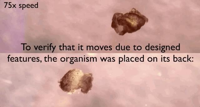 全球首个活体机器人怎么编程,最新人工智能机器人问世