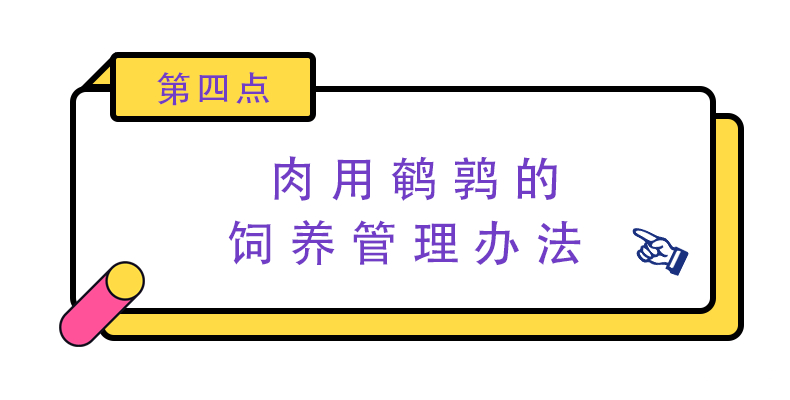 鹌鹑的饲养技术视频很经典,2015鹌鹑养殖