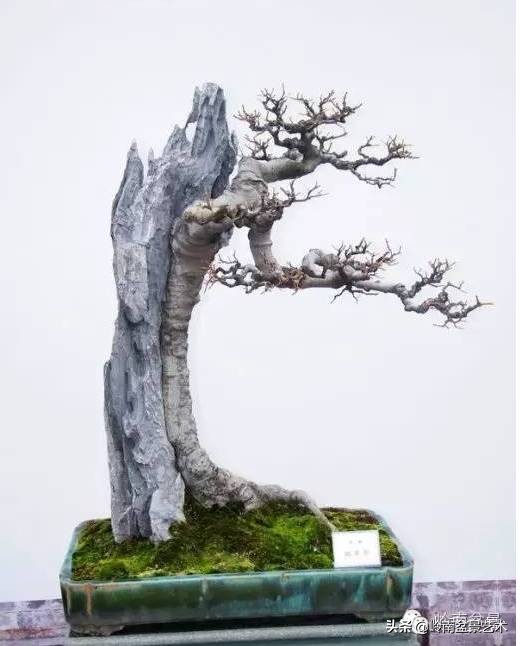 鎺㈡灊妞嶇墿,鎺㈡灊