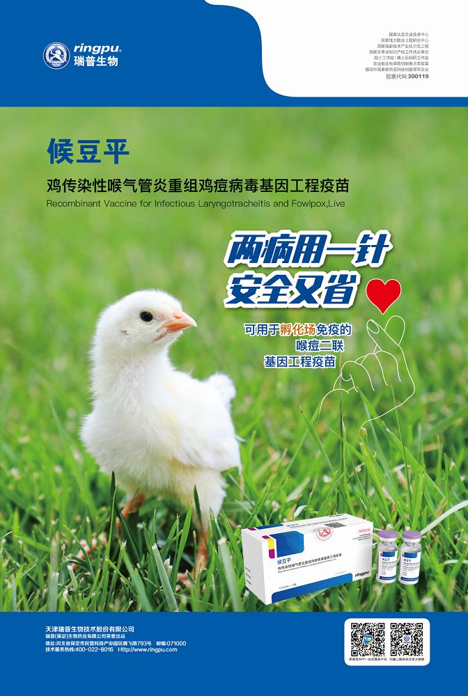 防止鸡瘟的疫苗,鸡喉痘疫苗防喉炎吗