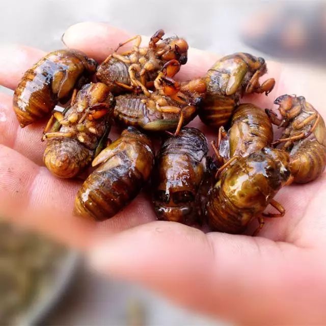 免费提供金蝉养殖技术,金蝉养殖实用技术电子书