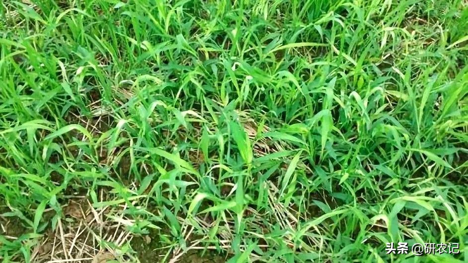 唑嘧磺草胺除草剂优点与缺点,恶唑酰草胺除草剂多长时间有效果