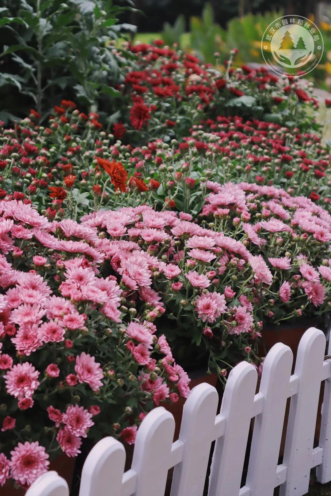 金秋时节菊展赏菊,趁着周末逛菊展