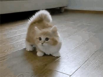 小奶猫太粘人了怎么办,小奶猫太粘人不停的叫