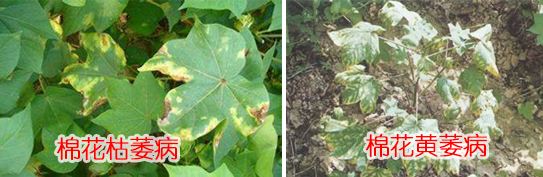 棉花枯黄病的防治办法,棉花出现黄萎病怎么处理