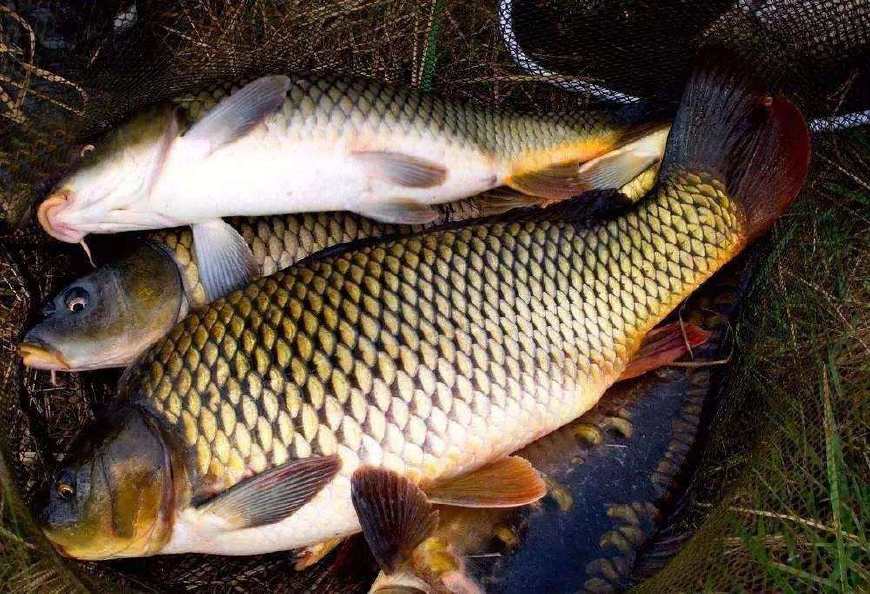 晚秋野河垂钓怎么选择最佳钓点,水浑野河垂钓怎么选择最佳钓点