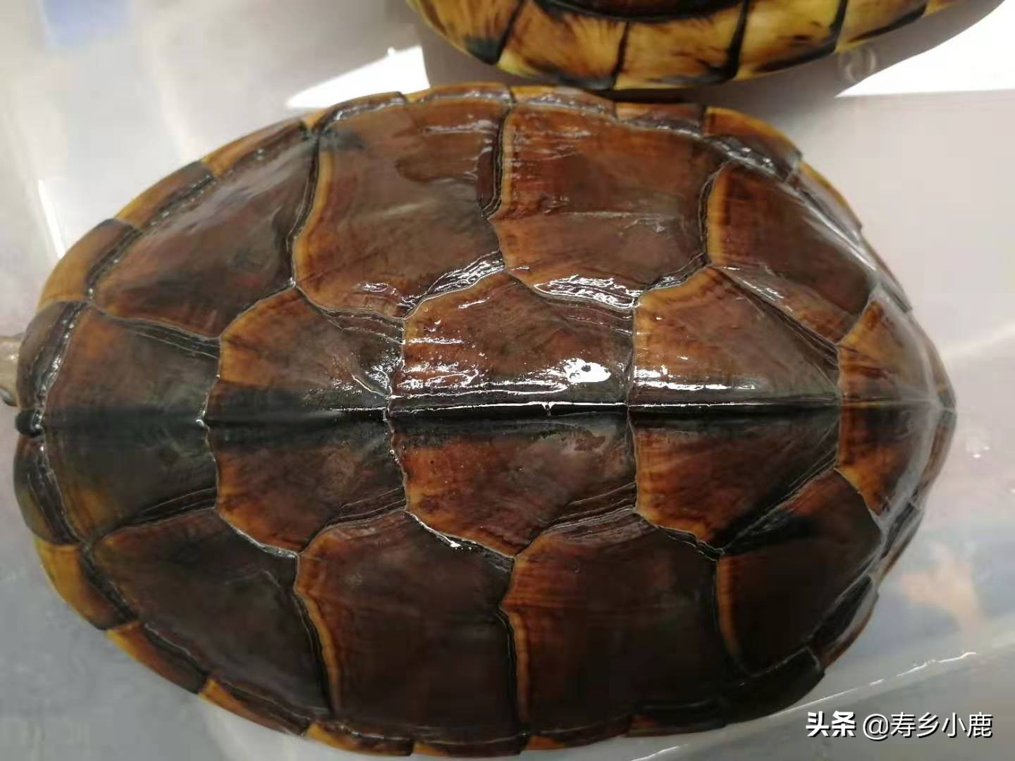 石金钱龟价格暴涨和暴跌的背后,真正的推手是谁?帮凶是谁?