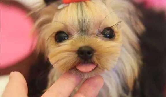 孩子对狗毛过敏还能继续养狗吗,狗毛过敏适合养什么狗