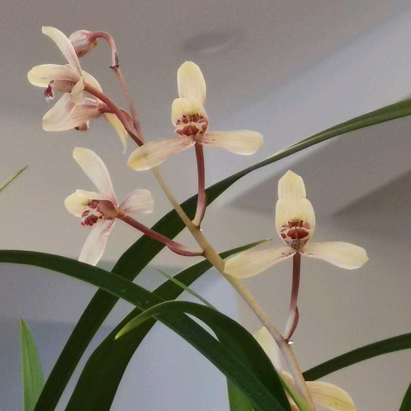 兰花黑斑病，试试这样防治，简单好用