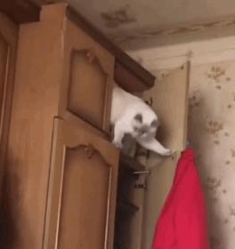 猫咪一副听不懂人话的样子,猫咪一副不太聪明的样子