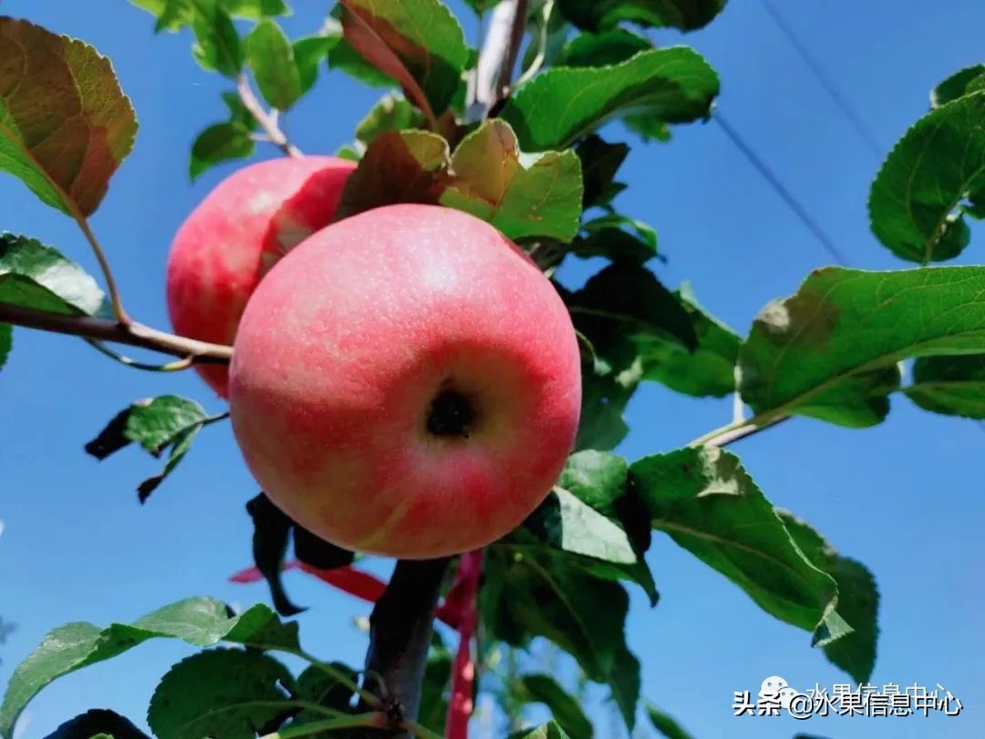 目前最有发展前途的早熟苹果品种,现在最好的富士苹果是什么品种