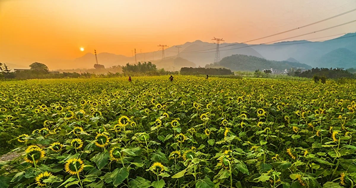 长三角城市群最佳旅游线路,长三角示范区旅游详细攻略