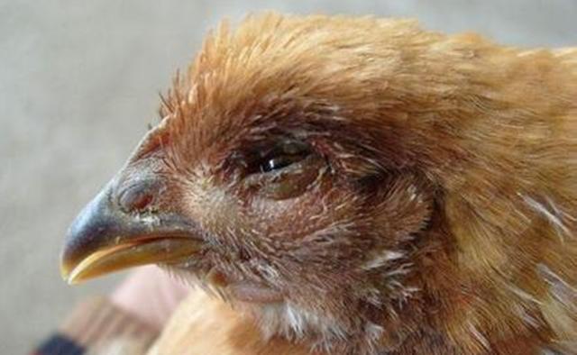 肉鸡呼吸道频繁问题到底出在哪里,肉鸡30天起呼吸道怎么治疗