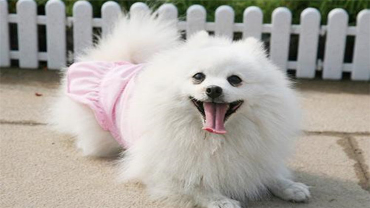 狗狗也要保养皮肤啦,狗狗也要爱护好牙齿