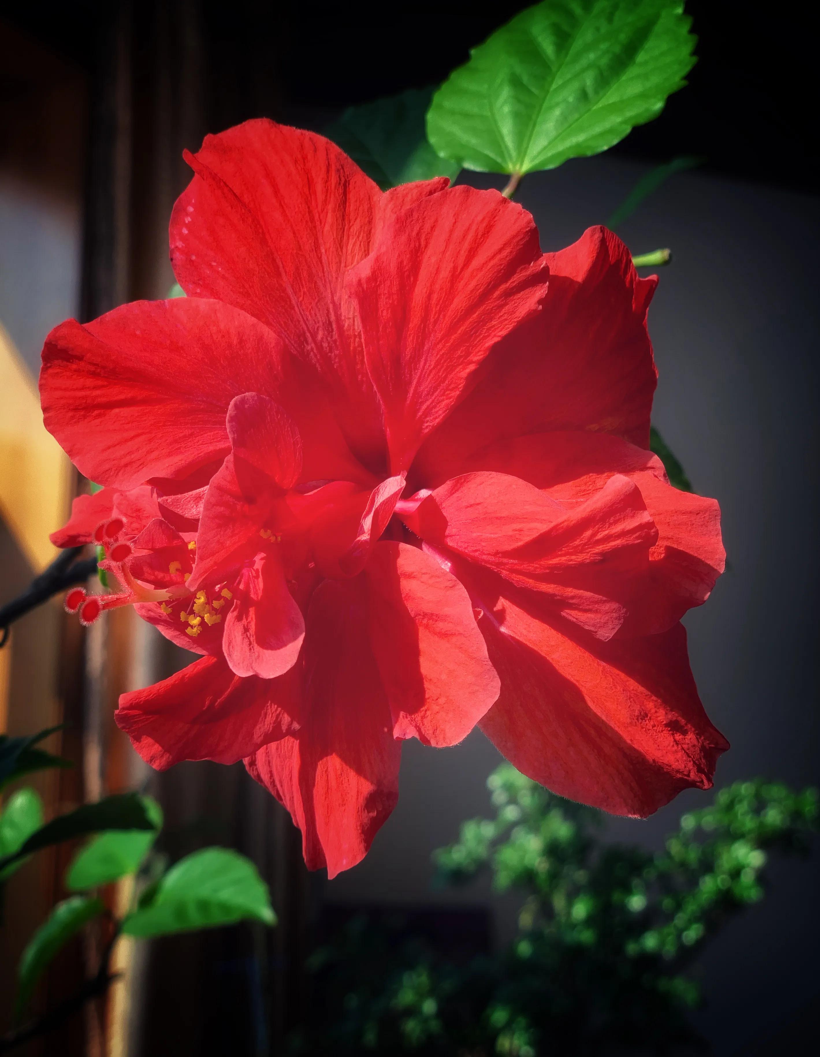 冬日里的鲜花依然盛开,冬日里盛开的第一朵鲜花