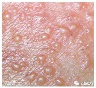 母猪焕新找长河|猪身上的红疙瘩是蚊子咬的吗?