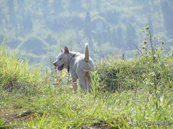 农村猎狗排名,十大凶猛猎犬排行
