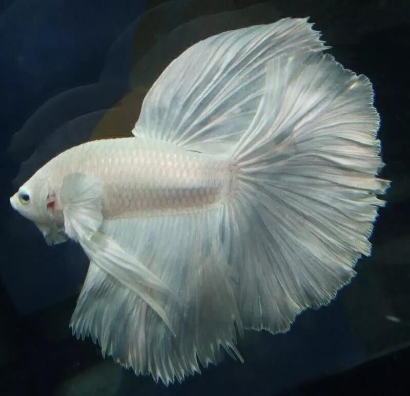 斗鱼鱼苗饲养,斗鱼饲养方法