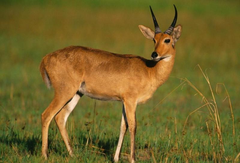 非洲牛科,物种繁多,来认识一下非洲大陆的各种羚羊吧