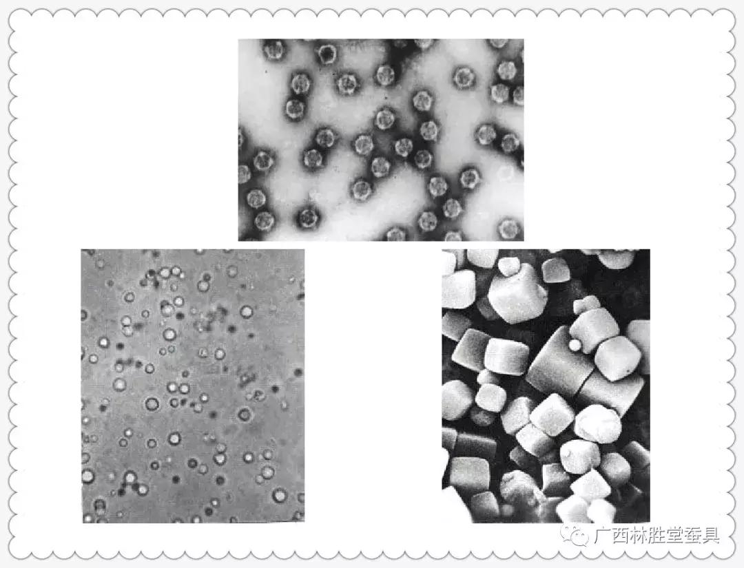 蚕脓病毒怎么彻底消灭,怎样防治脓蚕