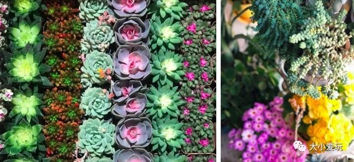 可以逛的花卉市场,值得去看的花卉市场