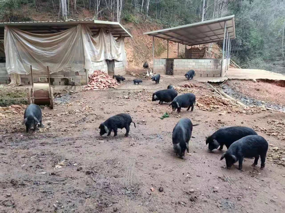 土猪养猪的市场前景,土猪养殖成本与利润