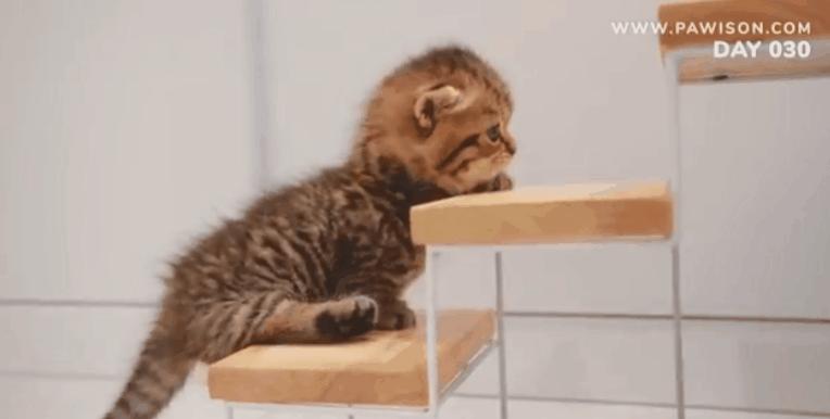 国家一级保护野生猫,国家一级保护哺乳动物名单