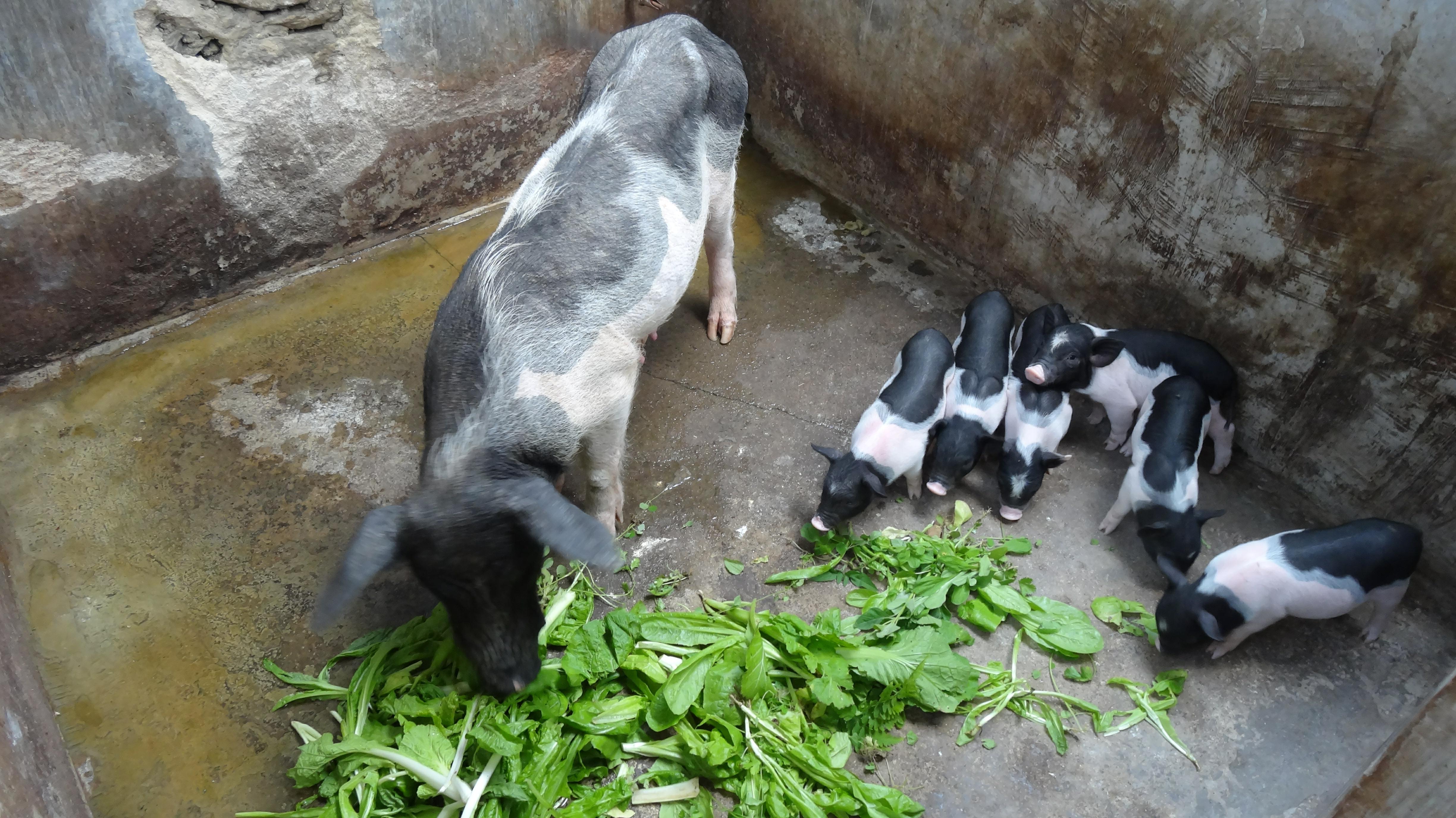 昌宁产业扶贫取得新成效,昌宁县农业脱贫项目