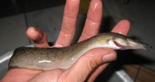 钓鱼专钓小鱼,世界钓鱼之旅钓大鱼