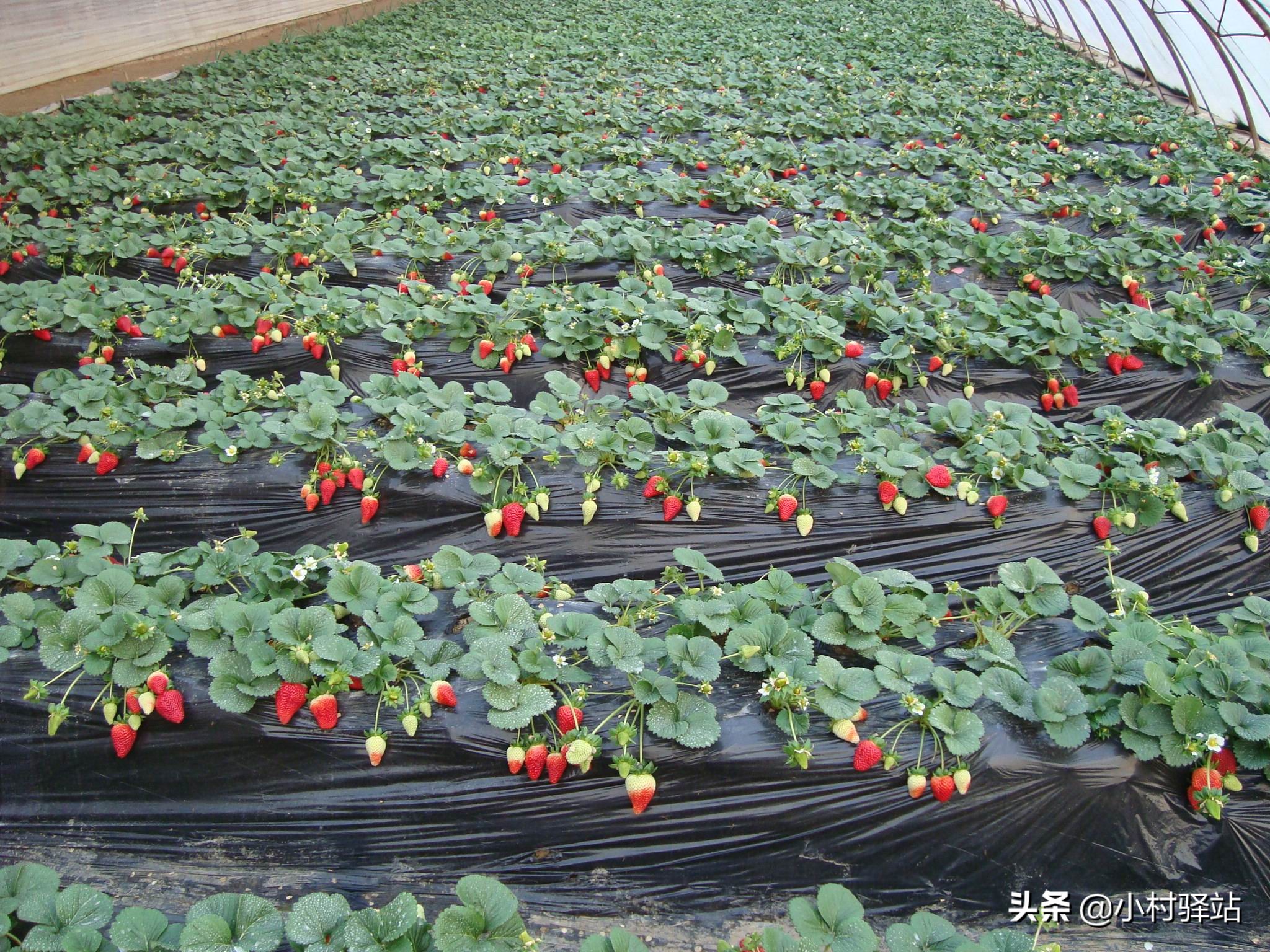 对付红蜘蛛用什么药,怎么对付红蜘蛛不用农药