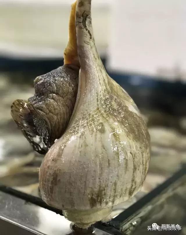 水煮贝壳类海鲜煮多久,海边海鲜用什么水煮好吃