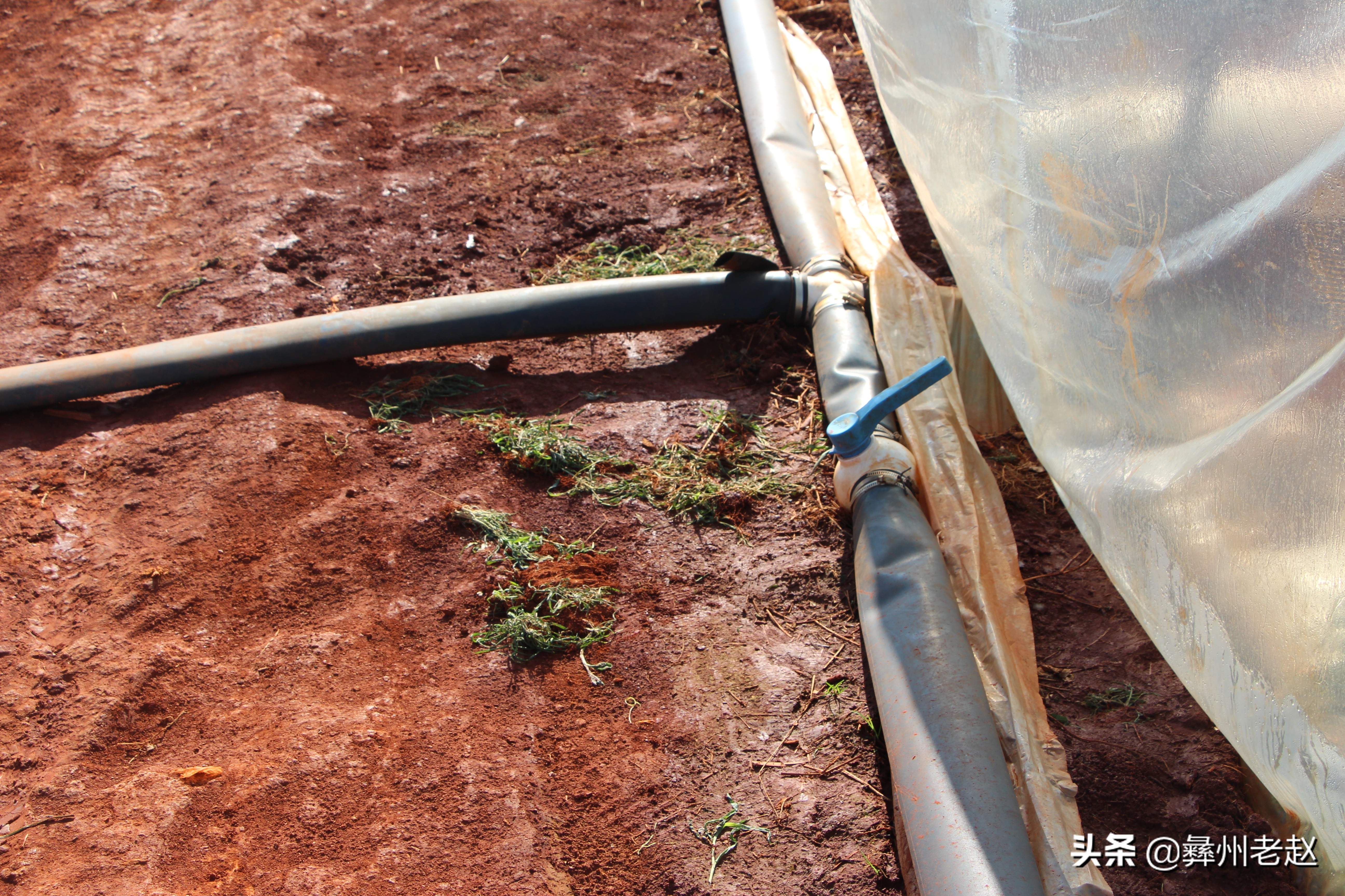 西瓜大蔓整枝能不能长大,西瓜压蔓整枝疏果等管理方法